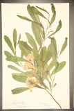 Dodonaea viscosa RCPGdnHerbarium (103).JPG